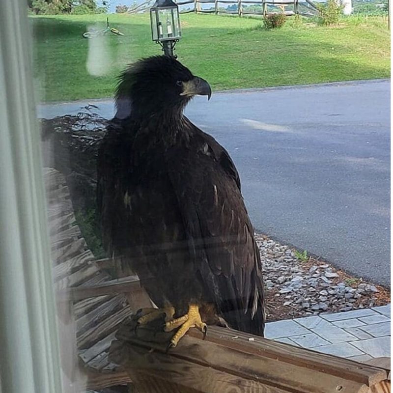 Águia Americana gigante aparece em varanda pedindo ajuda aos moradores 