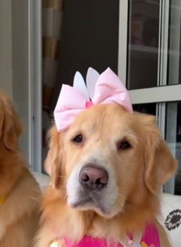 Malu é uma Golden Retriever da geração nem-nem que viralizou nas redes sociais 