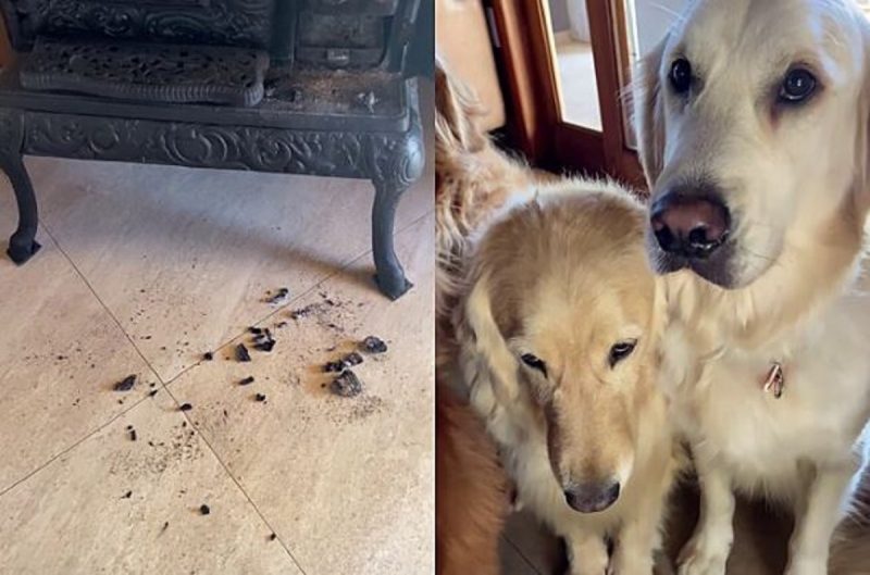 Emma, uma Golden Retriever viralizou após tentar se livrar de bronca, mas não aconteceu como esperado