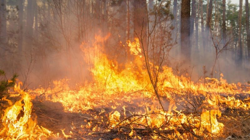 Incêndio causa problemas de saúde – Foto: Reprodução/Internet/ND