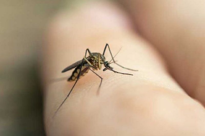 Como afastar os insetos de casa: mosquito pousado na mão de pessoa 