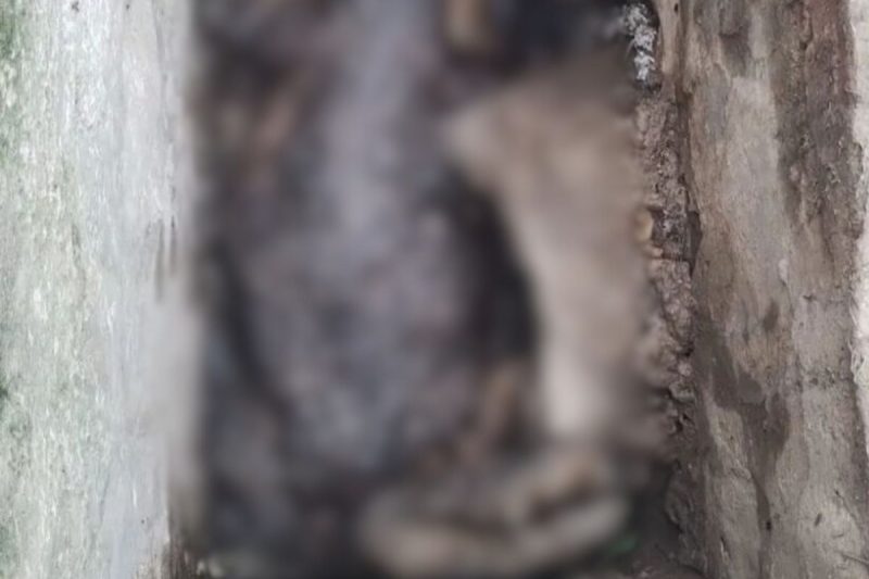 Jacaré encontrado em decomposição em bueiro de Florianópolis