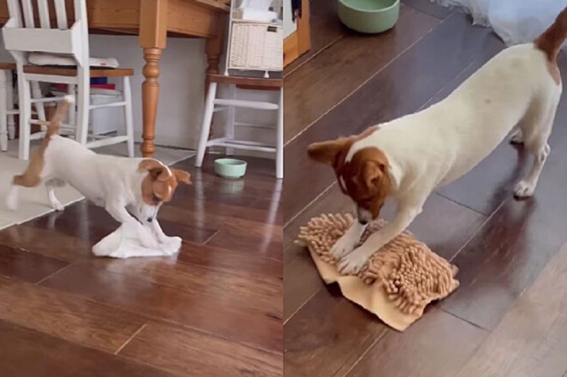 Montagem que mostra a cachorra Jack Russel com a mania de limpeza polindo o chão 