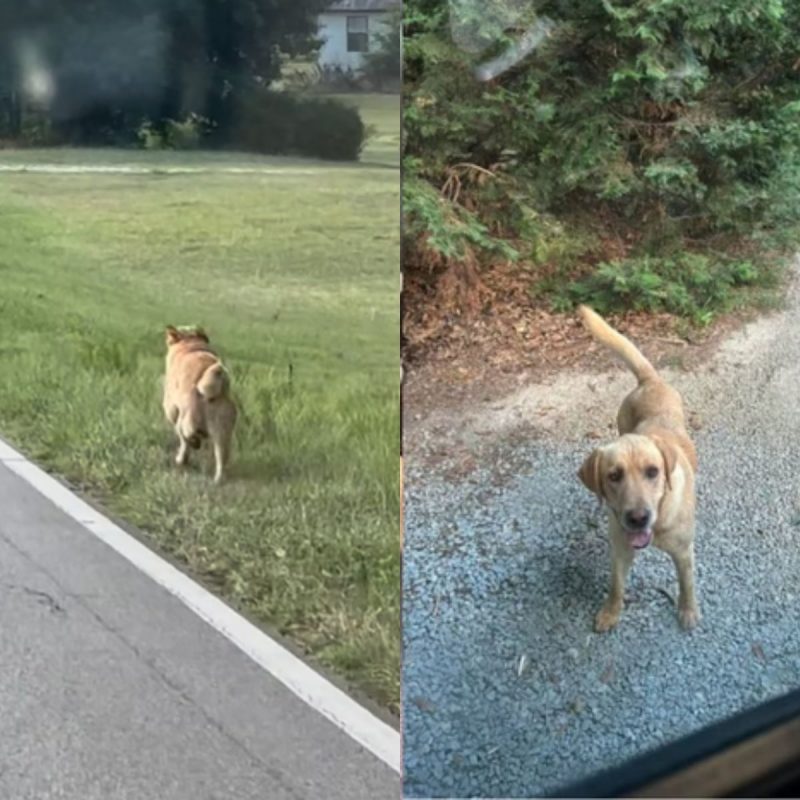 Labrador corre atrás de ônibus e termina adotado 