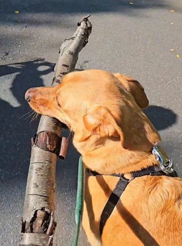 Cachorro com o graveto na boca Bryce, um labrador, adora coletar gravetos nas caminhadas