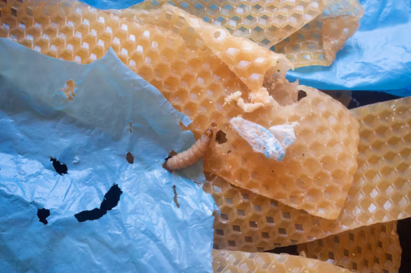 Lagarta, considera peste para produtores de mel, possui enzima que deglute o pl&aacute;stico – Foto: Simona Gaddi/Divulga&ccedil;&atilde;o