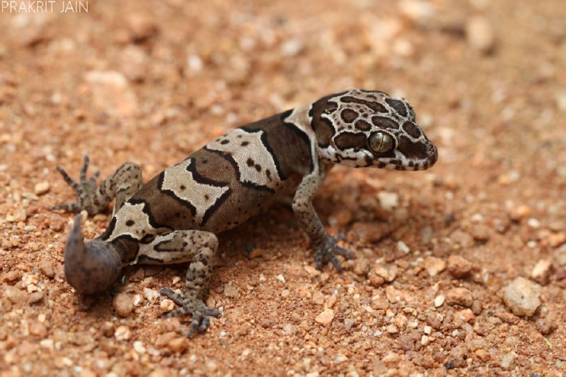 Lagarto andando em areia