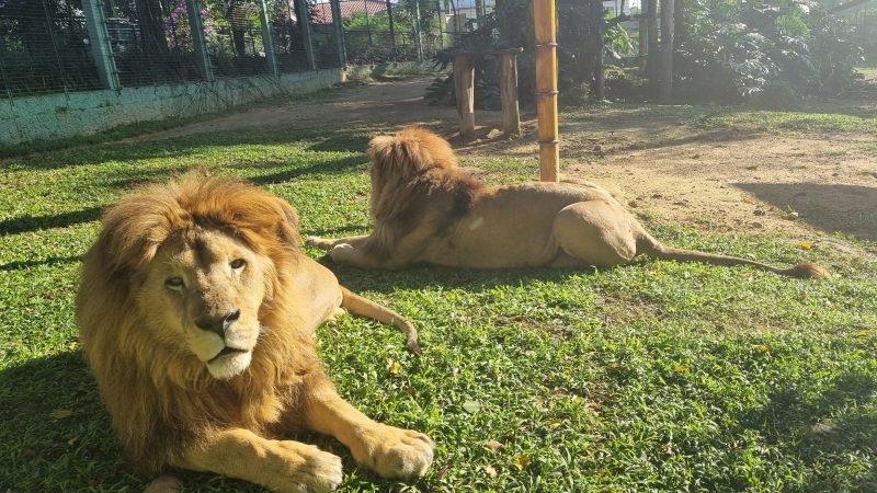 Leões deitados no Zoo Pomerode