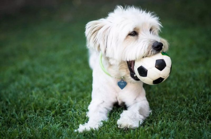 Maltês segurando uma bola de futebol deitado na grama