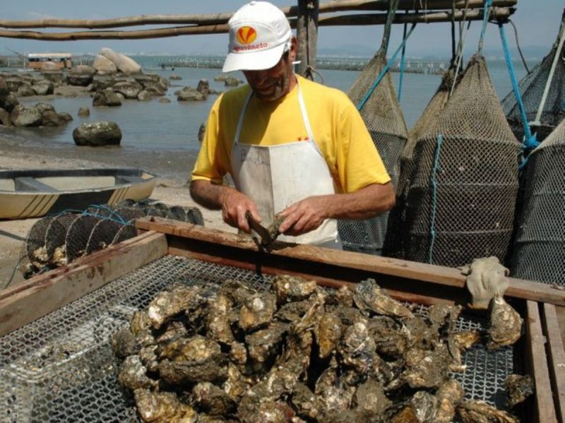 Maricultores catarinenses são responsáveis por 70% da produção nacional de moluscos, uma atividade que gera mais de 1.500 empregos diretos no Estado