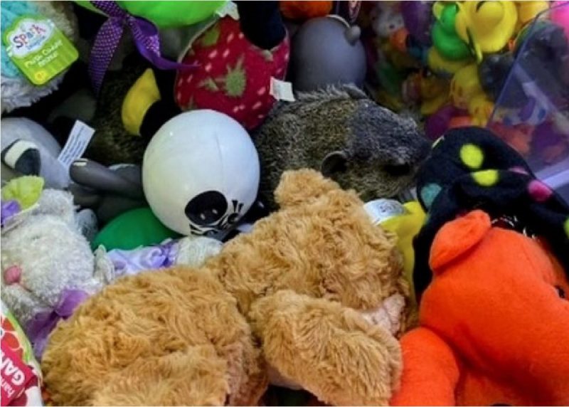 Animal dentro de máquina de pelúcias 