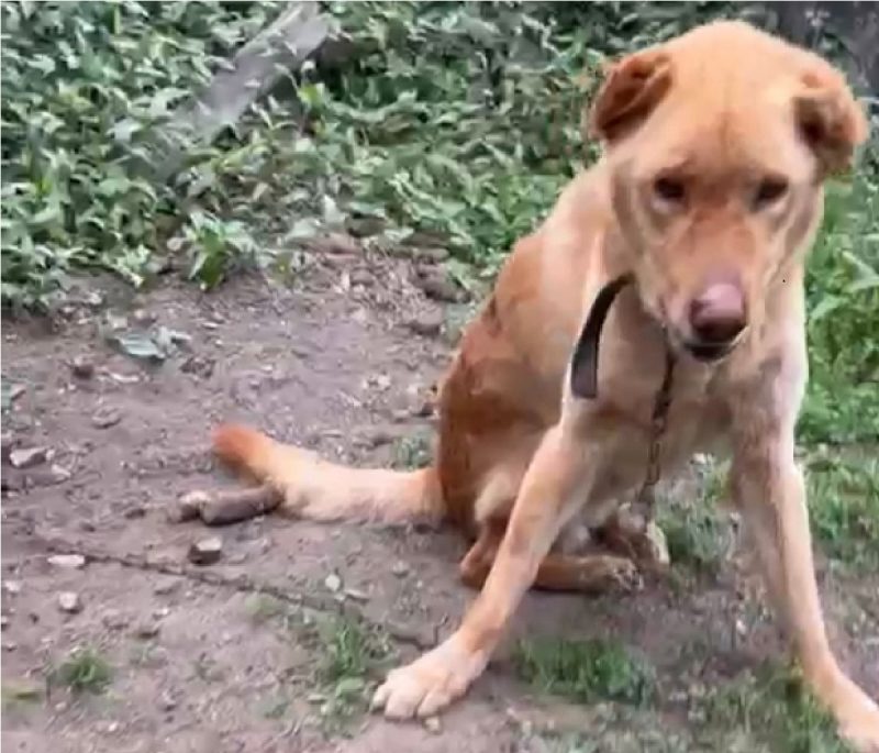 Cão ferido acorrentado e em situação de maus-tratos 