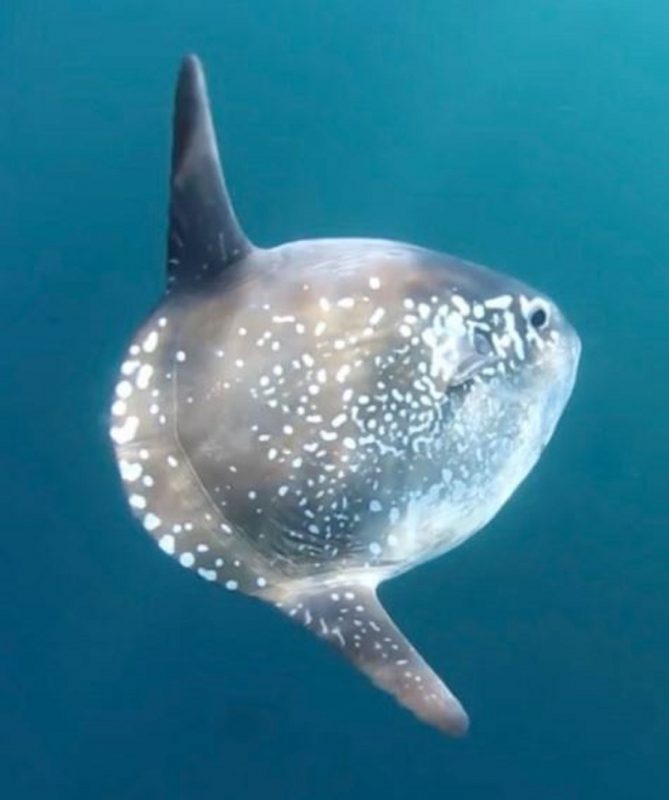 Fotografia mostra Mola Tecta, uma espécie de peixe encontrado no fundo dos oceanos