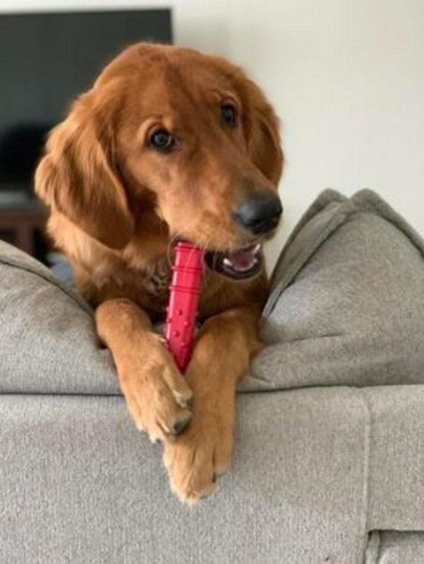 Mordedores proporcionam horas de entretenimento aos animais e auxiliam a manter os dentes limpos