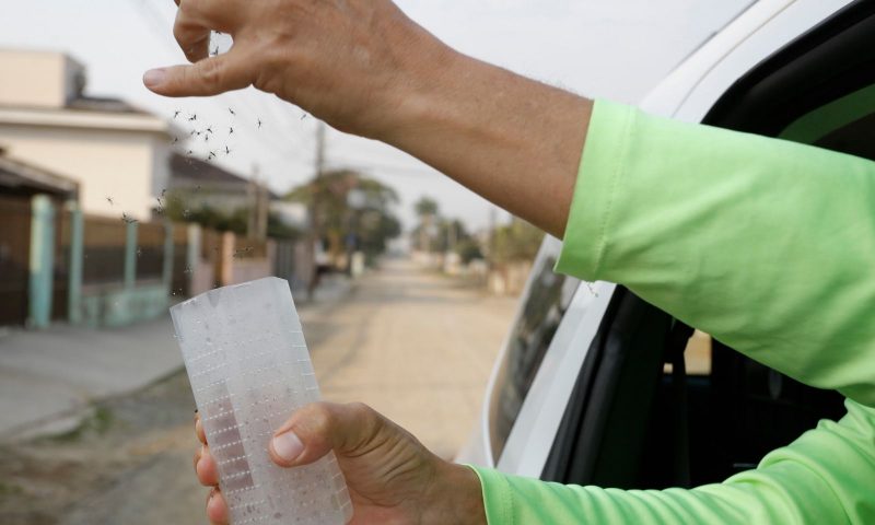 Método promete ajudar a combater a dengue 