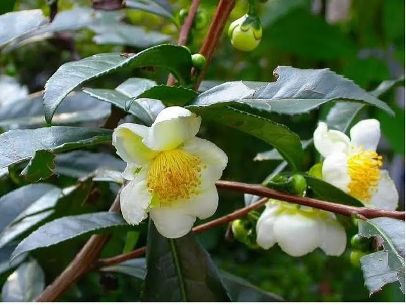 Planta Camellia sinensis, de onde é extraído o chá verde