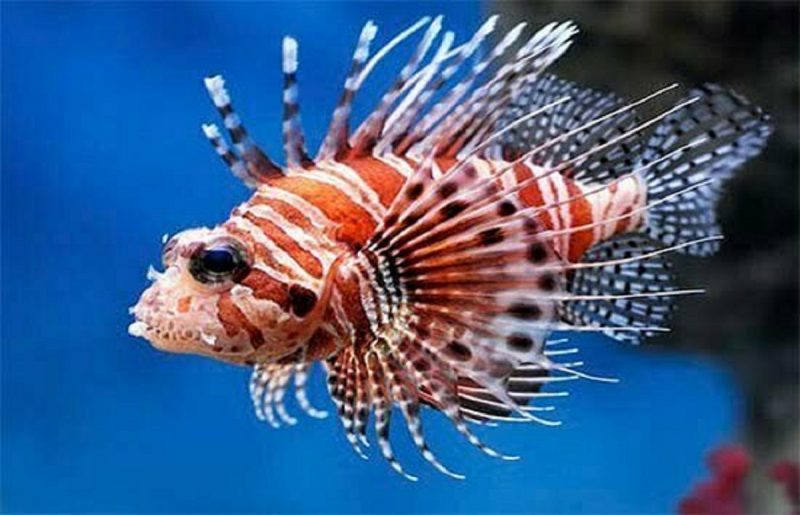 Peixe-leão-vermelho nadando em um aquário