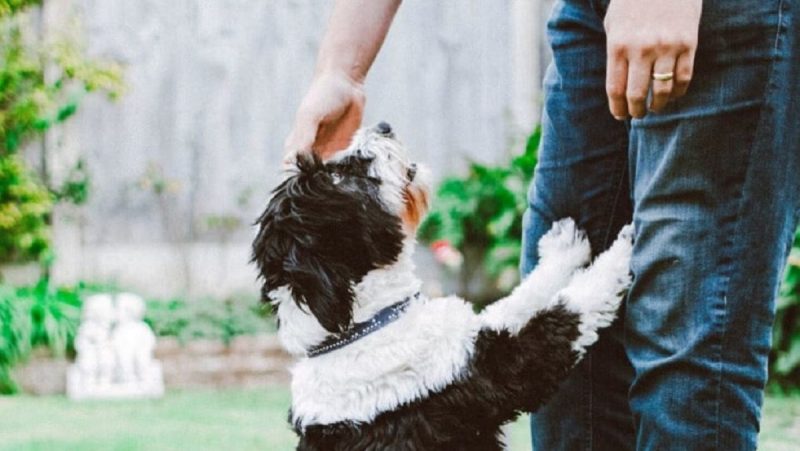 Fotografia mostra um cachorro obediente ficando em pé para alcançar a mão do tutor 