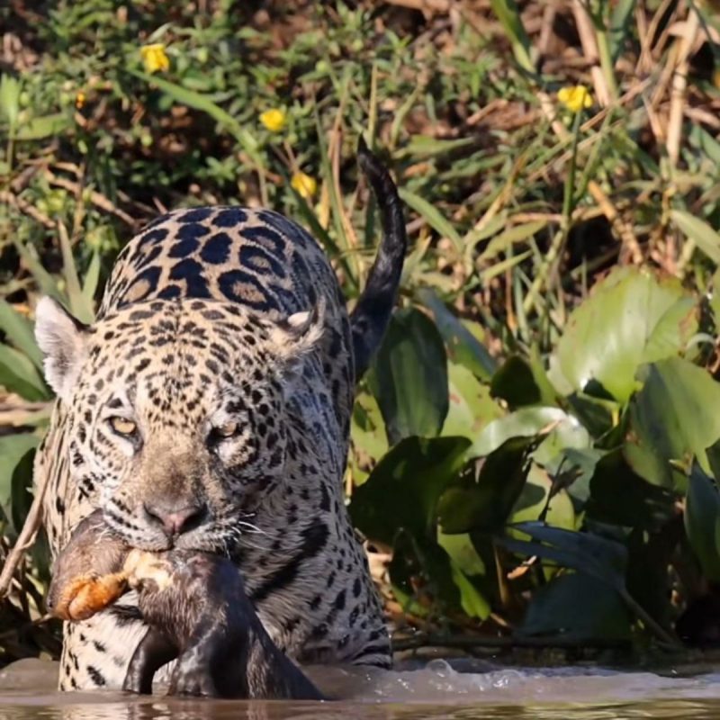 Em cena raríssima, onça-pintada captura filhote de ariranha
