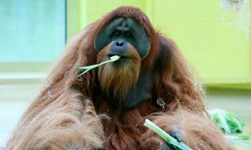 Orangotango se alimentando em zoológico 