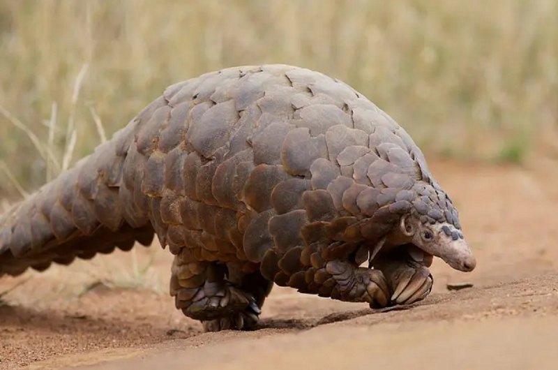 Mamífero Pangolim-gigante em seu habitat natural