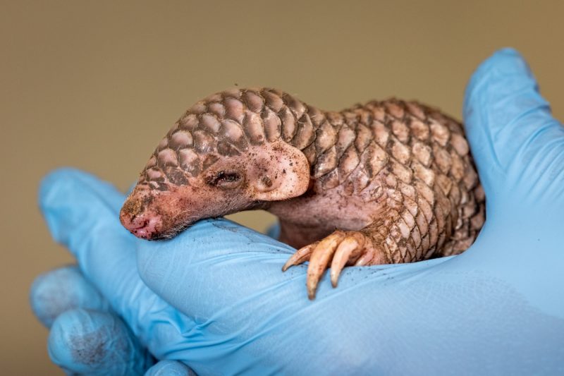 Šiška, filhote de pangolim que nasceu no zoológico 