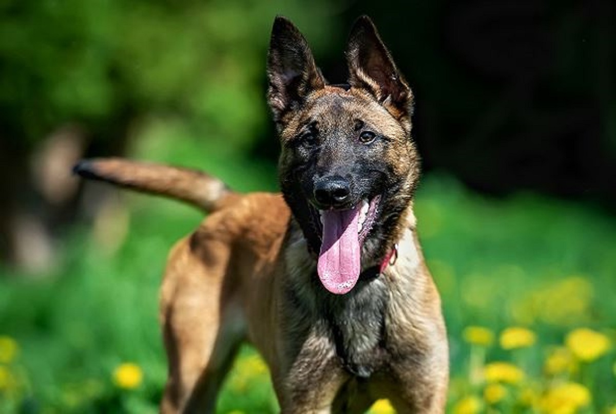 Shepherd Malinois é uma das quatro variedades da raça Pastor Belga, originária da Bélgica. É um cão de trabalho de alto desempenho, rústico e funcional - Petz/Reprodução/ND