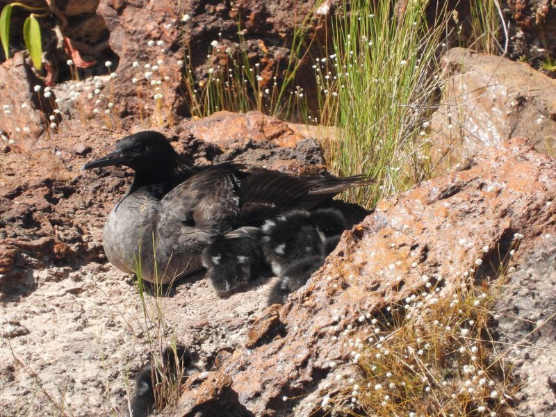 Existem cerca de 200 indivíduos da espécie Pato-mergulhão