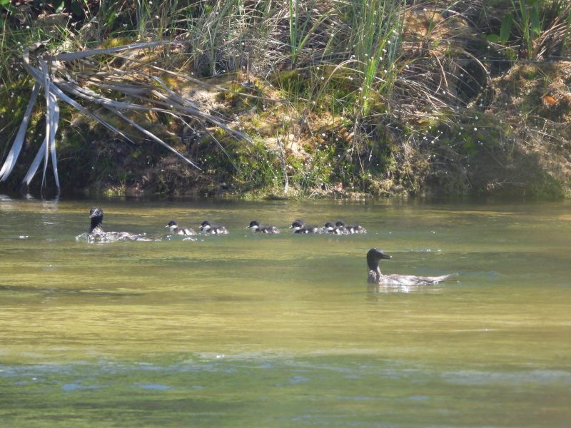 Pato-mergulhão é uma das aves mais ameaçadas das Américas e uma das mais raras do mundo, já tendo sido considerada extinta entre 1940 e 1950