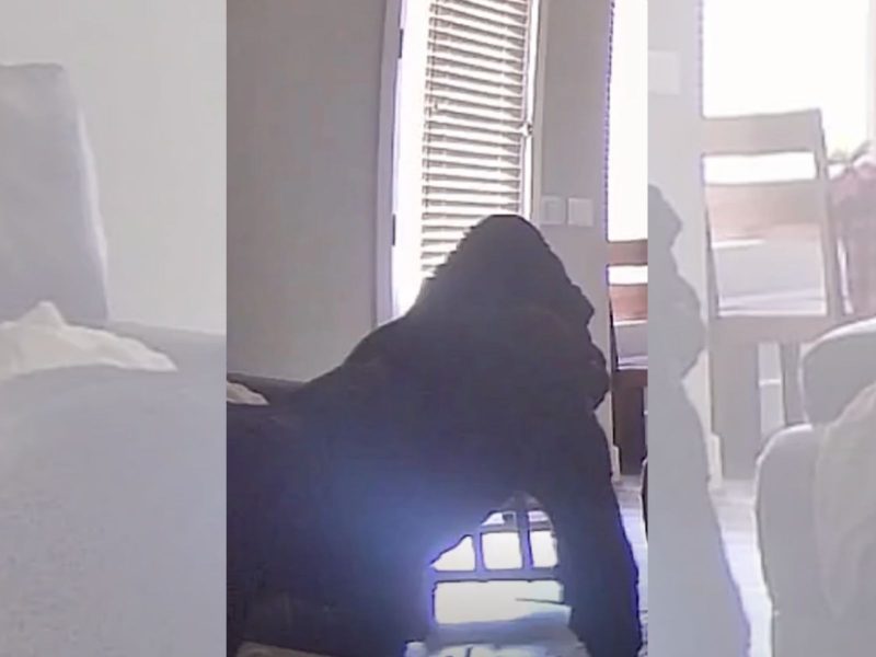 gorila em sala de estar