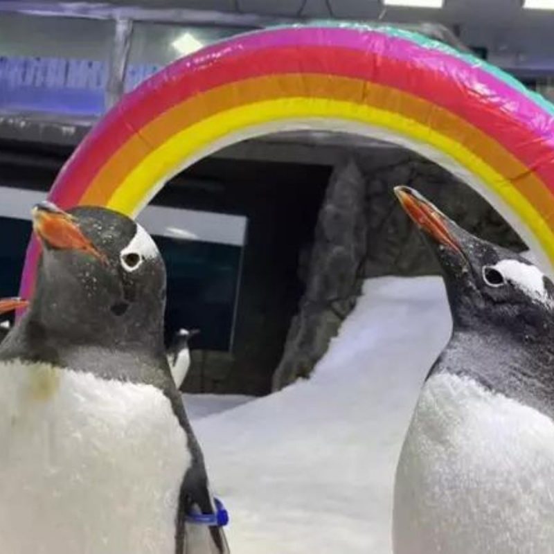 Ele teve um romance com outro pinguim da mesma espécie