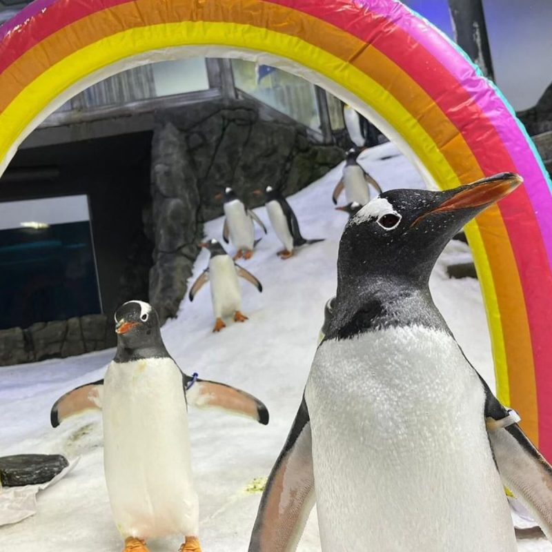 Pinguim gay que cativou o mundo com seu romance, morre aos oito anos