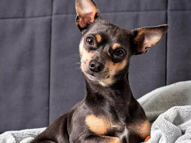 Cachorro da raça Pinscher, com as orelhas levantadas, deitado na cama