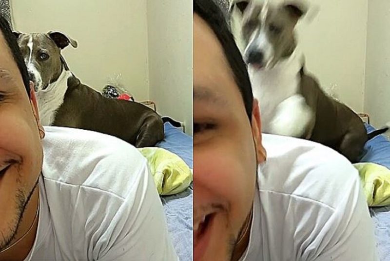 Dana é uma pitbull vaidosa muito amada e mimada pelo tutor que não ficou feliz com um comentário negativo sobre a aparência da pet 