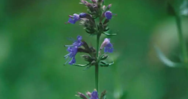 Planta da Bíblia Hissopo