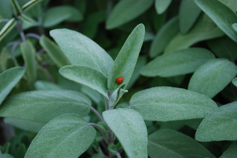 Confira as plantas que afastam a inveja 