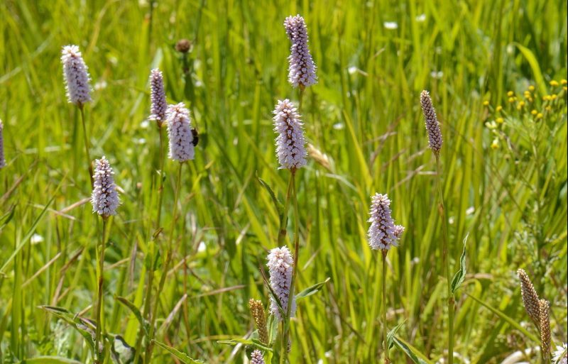 Planta medicinal (bistorta) na natureza