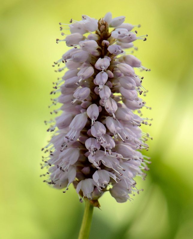 Planta medicinal (bistorta) na natureza