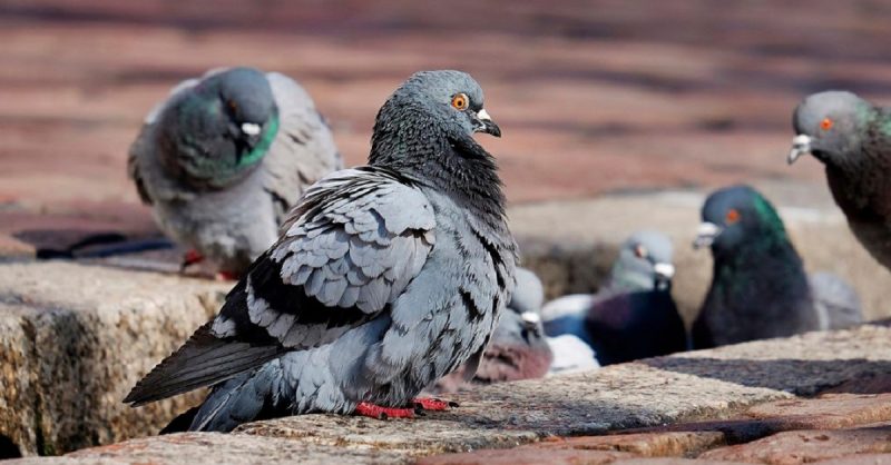 Fotografia mostra várias pombas, aves urbanas que foram estudadas na pesquisa de Oxford 