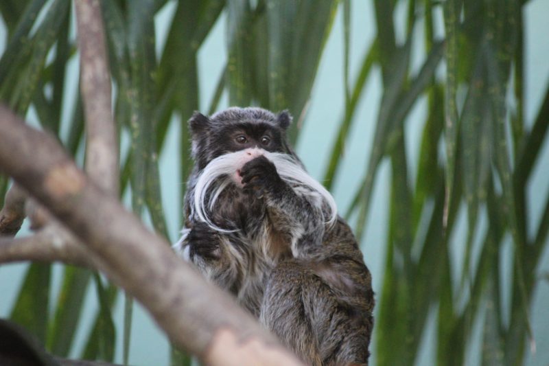 Primata em cima de galho no Bioparque Zoo Pomerode