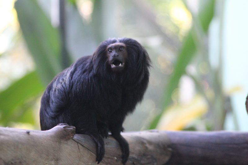 Primata em um galho no Bioparque Zoo Pomerode