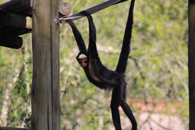 Primata se segurando em madeira no Bioparque Zoo Pomerode