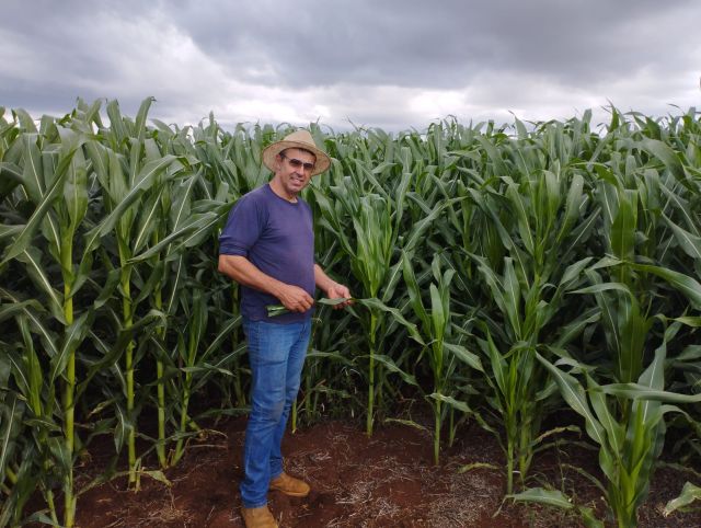 O agricultor Mario Honaiser fez ajustes no espa&ccedil;amento das plantas e percebeu que a lavoura se desenvolveu melhor – Foto: Epagri/ND
