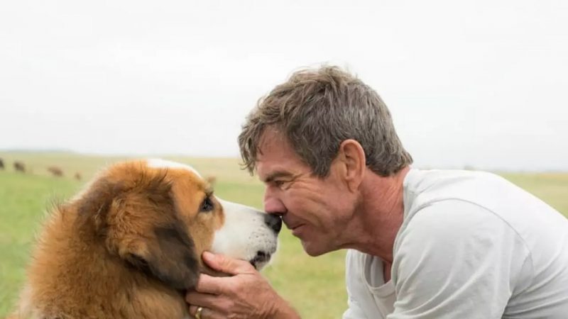 Filme garante risadas e l&aacute;grimas – Foto: Reprodu&ccedil;&atilde;o/ND