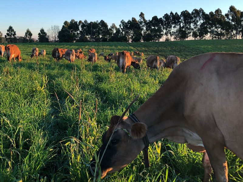 Até mesmo as vacas são frequentemente inspecionadas nas fazendas que produzem a matéria-prima – Foto: Arliss Amaro/ND