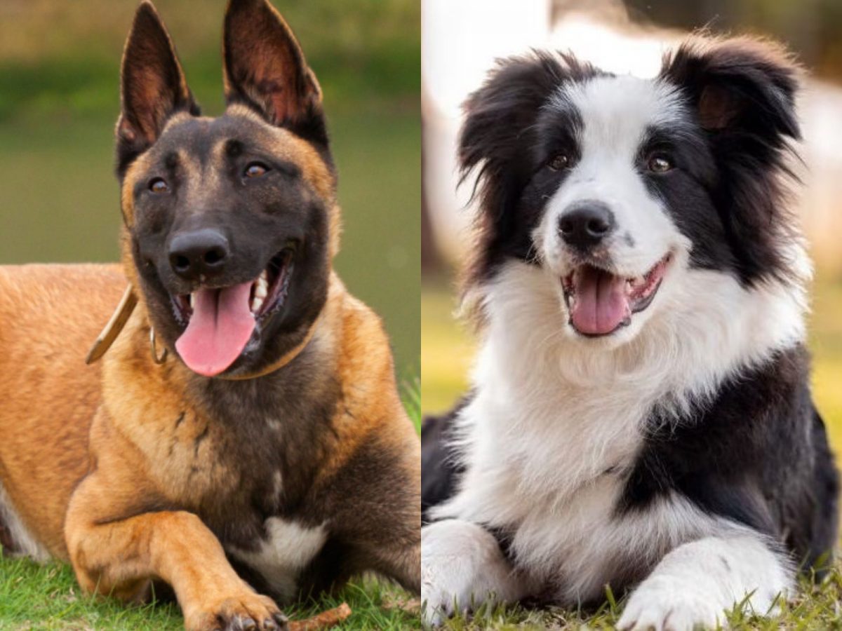 Quais as raças de cachorros mais inteligentes do mundo