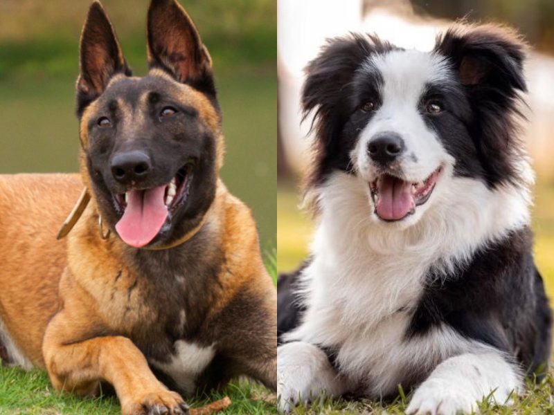 Montagem mostrando duas raças de cachorros. A esquerda, o Pastor-belga-Malinois e a direita o Border Collie