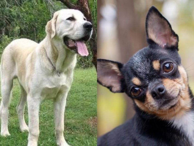 A imagem mostra duas raças de cachorro diferentes: Um labrador e um pinscher para mostrar o contraste das diferentes raças.