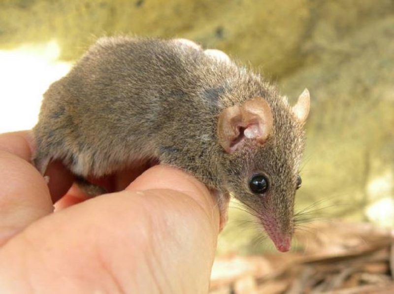 O rato-marsupial-australiano é um animal noturno muito comum nas florestas circundantes das principais cidades australianas