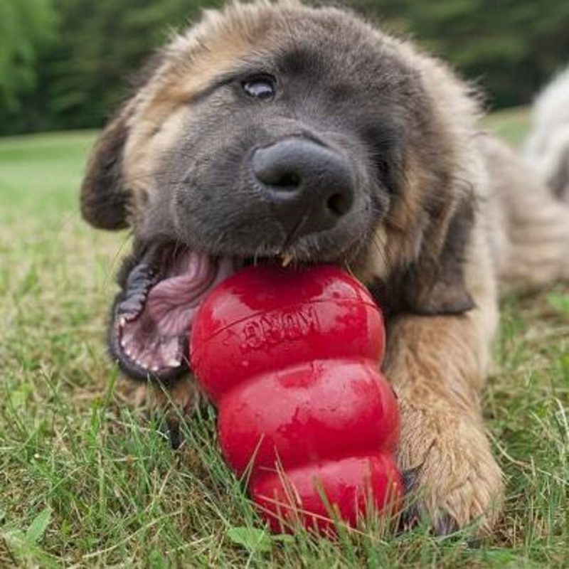 Um dos brinquedos para cachorros pais populares é o Kong